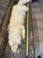 Real arctic fox for sale  Sparks