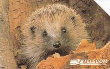 2915 animali riccio usato  Villar Focchiardo