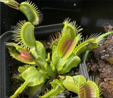 Dionaea muscipula phalanx gebraucht kaufen  Zepernick