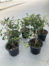 Ficus mini lucy for sale  Auburn