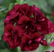 Dark burgundy geranium for sale  Ravensdale