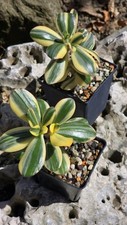 Używany, Grubosz Crassula Alba na sprzedaż  PL