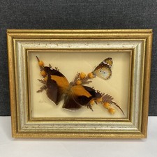 Butterflies scene display for sale  Goshen