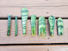 dracena houseplant for sale dracena houseplant for sale Louisville