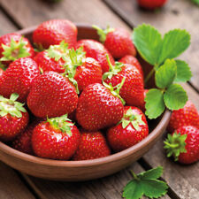 Strawberry florence garden for sale  IPSWICH