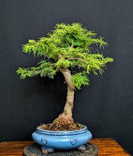 Bonsai goldlärche pseudolarix gebraucht kaufen  Bielefeld