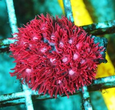Pink widow goniopora for sale  Thousand Oaks