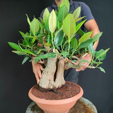 Pre bonsai esemplare usato  San Pancrazio Salentino