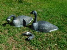 Giant canadian goose for sale  USA