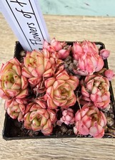 Echeveria flower full usato  Zeccone