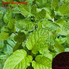 Peppermint seeds perennial for sale  Ontario