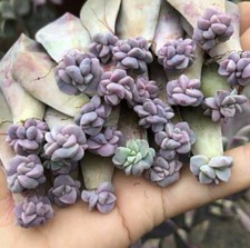 20varieties succulent assorted for sale  Forest Hills