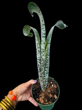 young plants for sale young plants for sale USA