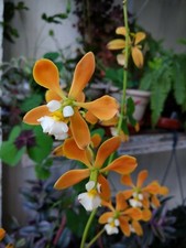 Espèce orchidée encyclia d'occasion  Paris XV