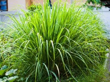 Lemon grass plant for sale Lemon grass plant for sale  WOODBRIDGE