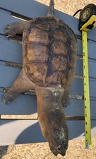 Vintage taxidermy real for sale  Pittsburgh