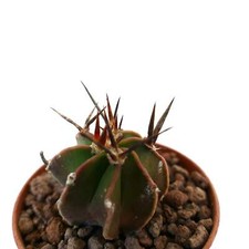 Astrophytum capricorne bufalo usato  Napoli
