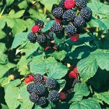 2 raízes maduras de framboesa preta selvagem US$ 16,85 - Compre 2 pedidos e ganhe 2 plantas grátis comprar usado  Enviando para Brazil