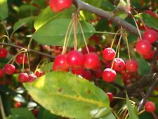 Krab Siebold's (Malus sieboldii) - małe, zwarte drzewo - 10 świeżych nasion na sprzedaż  PL