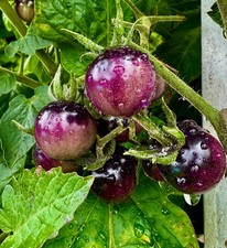 Indigo blue berries gebraucht kaufen  Bayreuth