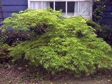 Super grüner japanischer gebraucht kaufen  Kronburg