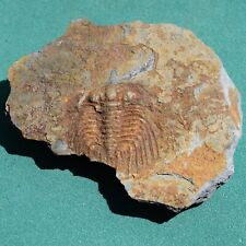 Trilobite fossilized copper d'occasion  Expédié en Belgium