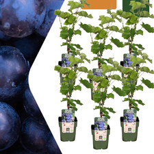 Bio weintraube vitis gebraucht kaufen  Düsseldorf
