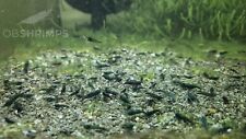 Neocaridine davidi green usato  Misterbianco