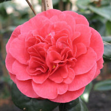 Camelia japonica rote gebraucht kaufen  Mönchengladbach