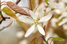 Amelanchier lamarckii kupfer gebraucht kaufen  Westerstede