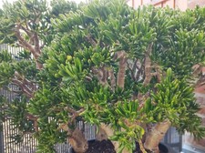 Crassula gollum sukkulente gebraucht kaufen  Düsseldorf