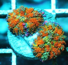 sps lps coral mushrooms for sale sps lps coral mushrooms for sale Thousand Oaks