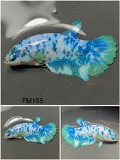 Female betta live for sale  Clemmons