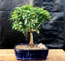 Flowering parrot beak for sale  Patchogue