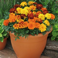 Marigold durango mix for sale  PETERBOROUGH