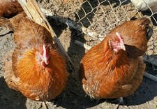 English partridge orpington for sale  Ubly