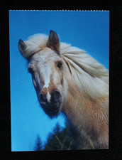 Postkarte norweger fjordpferd gebraucht kaufen  Limburg a. d. Lahn