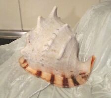 Meeresschnecke cassis cornuta gebraucht kaufen  Pfreimd