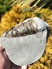 Belemnite phragmacone ammonite for sale  REDCAR