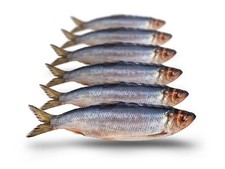 Köderfische hering klein gebraucht kaufen  Versand nach Germany