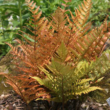 Dryopteris erythrosora copper for sale  HORSHAM