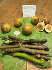 Fig varieties alma for sale  Richmond