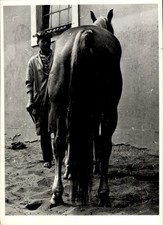 Foto pferd pferdehufe gebraucht kaufen  Berlin