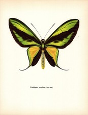 Vintage butterfly art for sale  Harborton