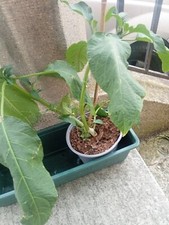 Engelstrompete rosa pflanze gebraucht kaufen  Wollmatingen