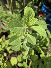 Meprobamato fresh cuttings for sale  Opa Locka