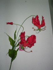 Gloriosa artificiale 130 usato  Italia