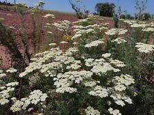 Edle schafgarbe achillea gebraucht kaufen  Langenfeld (Rheinland)