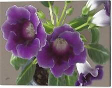Gloxinia sinningia speciosa for sale  High Point
