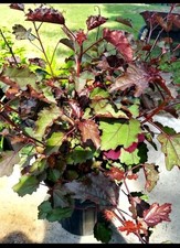Cranberry hibiscus acetosella for sale  Homosassa
